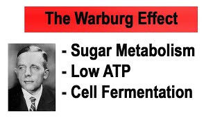 The Warburg Effect explained in 3 Minutes [upl. by Mohandas99]