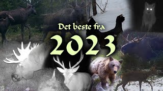 Viltkamera  Det beste fra 2023 Sesongen [upl. by Borek]