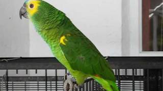 Parrot singing from youtube videos [upl. by Ane]