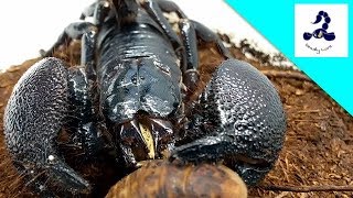 【捕食】食事をするサソリの口の動き Emperor scorpion eating a roach [upl. by Reynold730]