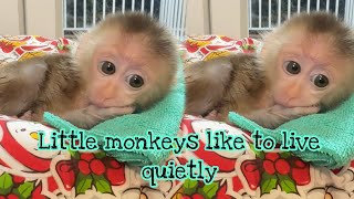 Little monkeys like to live quietly monkey baby animals cute love [upl. by Tenahs]