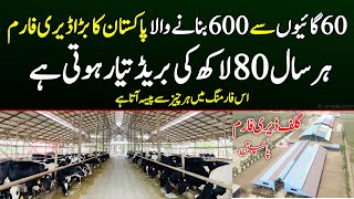 Biggest Dairy Farm of Pakpattan 600 cows 3 shed [upl. by Pantia]