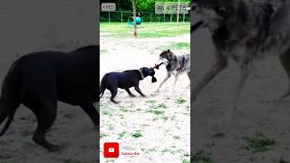 Pitbull vs wolf pulling power viral shorts wildlife dog [upl. by Ima]