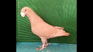 Exhibition class large size downface pigeons breeder pair Zain Ali 03459442750 farming in Pakistan [upl. by Averill]