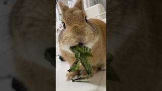 Breeder’s daily feeding routine👅Todays snacks are dried lettuce leaves🥬Rabbit enjoyed it very much🐰 [upl. by Stead]