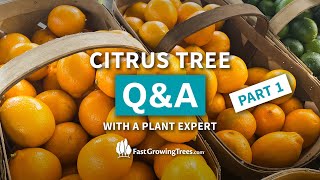 CITRUS TREE QampA  All How To Tips and Tricks for Citrus and Fruit Care  Part 1 [upl. by Jed]