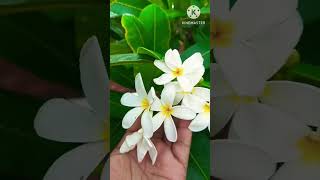 YouTube short video gardening with Kausar very beautiful song Baghban movie song [upl. by Ongun]