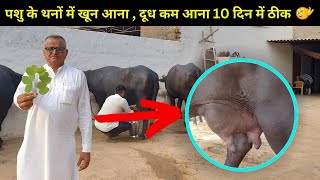 थनैला रोग का 100 घरेलू देसी उपचार  Mastitis Treatment in Cows Buffalo in Hindi [upl. by Cath]