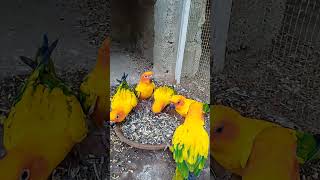 Sun conure beautiful looking good parrot birdviralshorts [upl. by Levona]