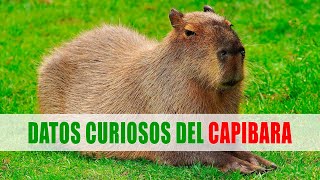 Capibara Carpinchos Chigüire Hydrochoerus  Datos curiosos de animales [upl. by Llennoj836]