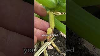 HAND Pollinate Your Squash for Guaranteed Harvest [upl. by Simmie]