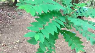 Chinna UsiriArunellikaiceremaiOtaheite gooseberryPhyllanthus acidus Plant [upl. by Ha]