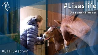 Lisaslife Teil 28 [upl. by Aynotal]