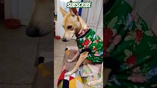 Cute puppy got a new sweater 🐶❤👕 doglover dogvideo viral [upl. by Kelcey]