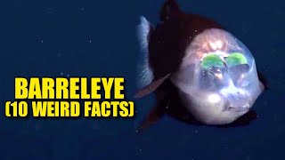 Barreleye 🛢️ 10 FACTS You NEVER KNEW [upl. by Karole]