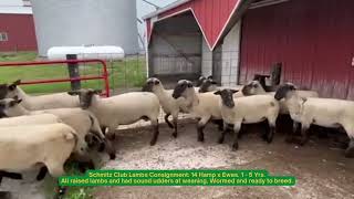 Kalona Special Replacement Sheep Sale  71523  Kalona Iowa [upl. by Ahsrop773]