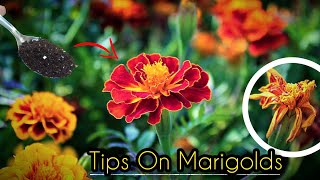 5Tips On Growing Marigold Flowers  How to Grow Marigold Flowers at Home [upl. by Ilona585]