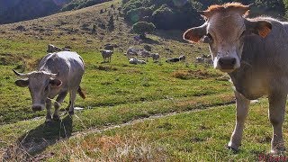 CORAM amp Biodiversité Domestique Montagnarde  La Vache Gasconne  Tv Izard Esprit des Pyrénées [upl. by Aziza]