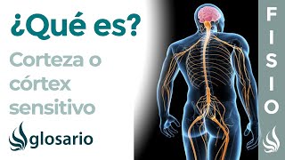 CORTEZA SENSITIVA  Qué es ubicación cómo funciona partes y lesiones [upl. by Andrej]