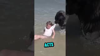 This dog rescue baby from crashing 😳waves shorts shortsfeed [upl. by Htide]