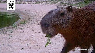 Conozcamos a la CAPIBARA Hydrochoerus hydrochaeris  WWF Bolivia [upl. by Aimehs]