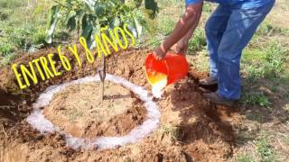 Lluvia Sólida de Michoacán aplicación en aguacate el Arrastradero Patamban [upl. by Alisha]