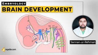 Brain Development  Embryology Lecture Library  Medical Student VLearning [upl. by Anaidni]