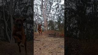 My Ridgeback Loki running amp jumping in the Aussie bush 🥰 slow motion ridgeback dog australia [upl. by Heathcote]