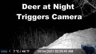 Deer at Night Trigger Our Trail Camera [upl. by Aseeram]