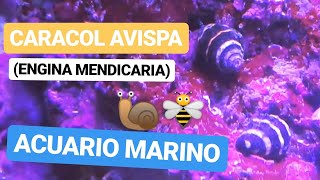 CARACOL AVISPA en ACUARIO MARINO ENGINA MENDICARIA [upl. by Mozza244]