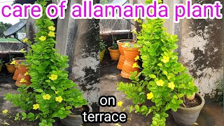 how to grow and care of allamanda vine plant  care of golden trumpet vine [upl. by Eramat]