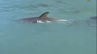 Dolphin Helped Rescue Whale Stuck in Shallow Water of NZ Beach [upl. by Acinorav120]