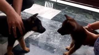 German Shepherd puppy fight [upl. by Ellwood525]