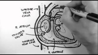 Anatomy of the Heart [upl. by Baudoin]