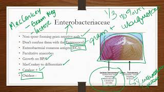 Enterobacteriaceae [upl. by Atiuqehc670]