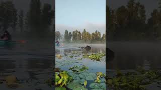 🚨 Avistamiento en Xochimilco de una vaquita marina 🐄 Xochimilco CDMX Vaca [upl. by Annecorinne]