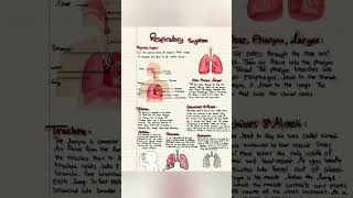 Respiratory system physiology and anatomy [upl. by Gere]