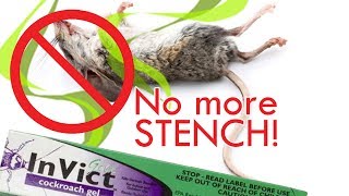 How to poison rats without the stench  Kills roaches amp ants too [upl. by Elias]