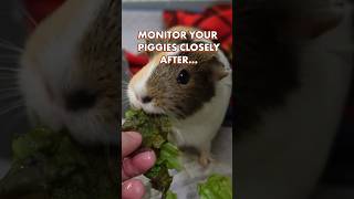 Can Guinea Pigs Eat Lettuce  GuineaDad School [upl. by Carlock]