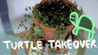 Peperomia Prostrata Care for Beginners [upl. by Eniamrahs]