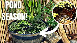 DIY PATIO POND FOR RARE GUPPIES NO FILTER amp LOW BUDGET [upl. by Barrus]