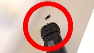 How To Catch A Giant Chernobyl Cockroach With A Dyson Stick Vac DC35 [upl. by Earazed7]