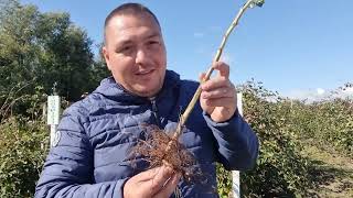 Radacina zmeurei vs radacina murului distante de plantare [upl. by Salter]