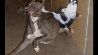 Dogs AFRAID OF CATS HD Funny Pets [upl. by Nancee]