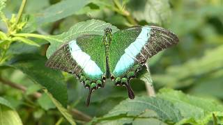 Grüner Schwalbenschwanz  Papilio palinurus [upl. by Ashly]