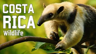 WILD COSTA RICA  Elusive creatures and unexplored jungles [upl. by Wohlert]