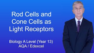 A Level Biology Revision Year 13 quotRod Cells and Cone Cells as Light Receptorsquot [upl. by Beverie60]