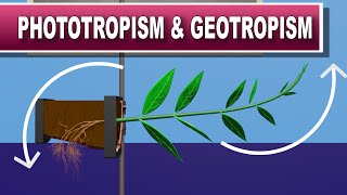 Phototropism and Geotropism [upl. by Adekahs]