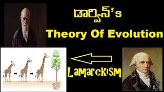 The Making of a Theory Darwin Wallace and Natural Selection — HHMI BioInteractive Video [upl. by Navis973]