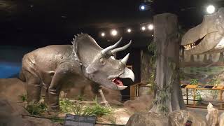 New Exhibits at the Las Vegas Natural History Museum [upl. by Okoy]